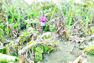 crop damage with rain in kurnool district