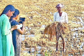 heavy crop loss with rain in krishna district