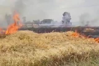 Fire in 20 acres of wheat crop