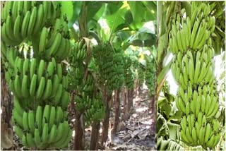 coronavirus lockdown Jalgaon Banana news