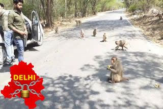 Due to lockdown, young people  feeding fruits to stray animals.