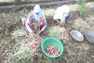 Farmers upset due to crop failure, लॉकडाउन में किसान परेशान