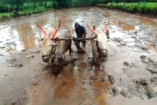 sangli agriculture