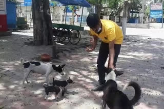 NGO feeding food to stray dogs in gaya