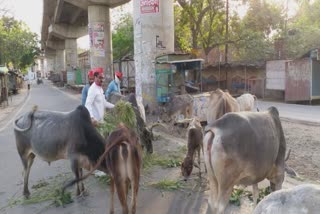 बेजुबान जानवरों की मदद के लिए आगे आए लोग.