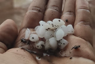 heavy rain and hailstrom in dapoli ratnagiri