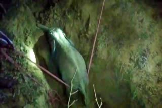 a baby elephant fell down on a well in golaghat