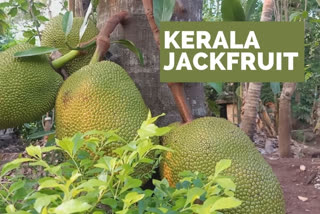 Jackfruit recepies are taking over Kerala tastebuds amid lockdown