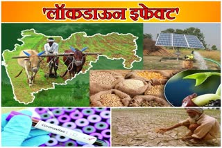 ETV Bharat Special Corona and Lockdown Impact on Agricultural Sector in Maharashtra