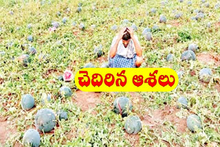 Snowflakes crop loss in a thousand acres in warangal