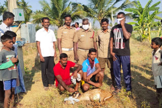 deer recover alive in tiruvannamalai district