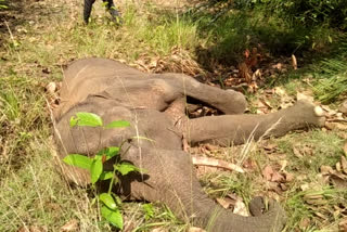 _elephant suspected to killed by hunter