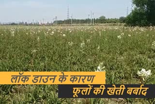 cut flowers farming went into total loss in faridabad