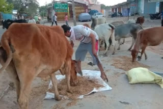 Arrangement of straw and animal feed management for stray cattle in koriya