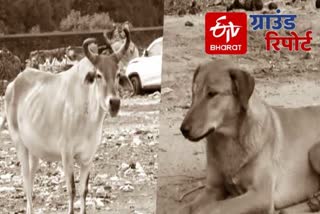 effect of lockdown on stray animals in chandigarh