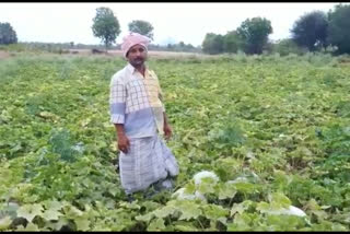 Lockdown Effect : hardship of the farmers for not selling the crop