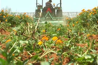 A farmer destroyed flower crop in Kolar