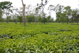 tea garden opene amid lockdown in jalpaiguri