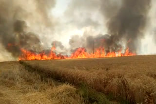 The fire in the fields destroyed the 80 bigha crop of farmers.