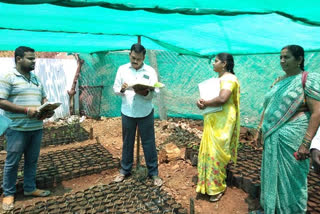 Khammam ZP CEO examining nurseries in yellandu