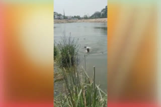 locals-and-police-rescued-the-man-who-jumped-into-the-pond-at-lb-nagar