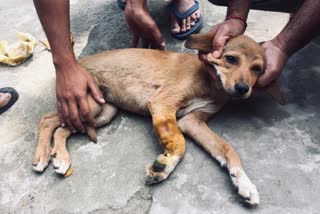 SP Kangra Vimukt Ranjan  saved life of injured dog in curfew