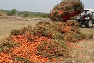 tomato loss