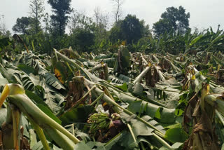 सिंधुदुर्गात अवेळी पावसाने दोडामार्ग मधील केळी बागा जमीनदोस्त, लाखोंचे नुकसान