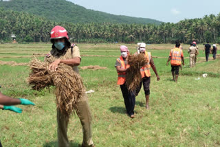 Kozhikode Nadapuram Fire Force  paddy field harvest  നാദാപുരം അഗ്നിരക്ഷാസേന  വേളം പെരുവയൽ പാടശേഖരം  അഗ്നിരക്ഷാസേന കൊയ്‌ത്ത്  ഫയര്‍ ഫോഴ്‌സ് കൊയ്‌ത്ത്  നാദാപുരം അഗ്നിരക്ഷാനിലയം സ്റ്റേഷൻ ഓഫീസർ  സി.കെ.വാസത്ത്