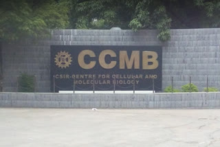 ccmb