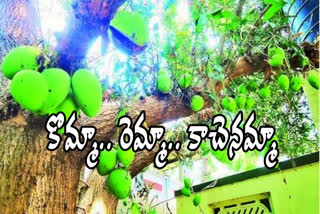 mango tree attractn with  huge fruits