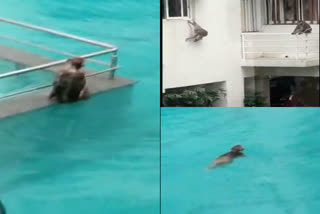 monkeys enjoying in swimming pool complex in Mumbai