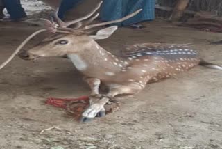 Palamu Forest Department, Deer reached village, deer reached town in search of water, पलामू वन विभाग, हरिण पहुंचा गांव, पानी की तलाश में हिरण पहुंचा शहर