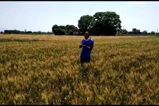 Farmers worried about wheat harvesting in una