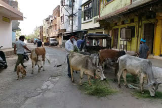 jind baba samiti providing food to street animals