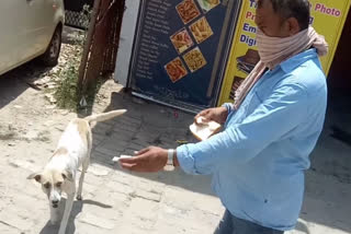 Lalit Sharma feeding food to animals in lockdown at Greater Noida