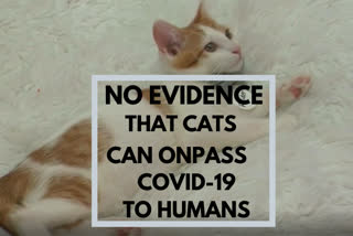 No evidence that cats can onpass COVID-19 to humans says UK vet