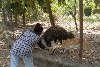 woman feeding a deer