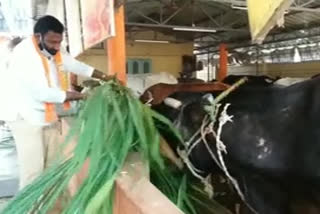 vishaka man giving food to cow