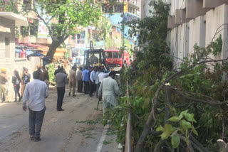 tree collapsed on  Old DC office Solan