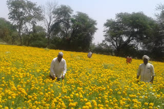 Flowers on the verge of drying in hoshangabad