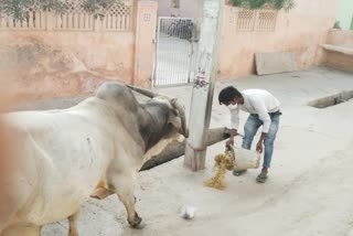 मिशन जीव सेवा, Mission Jeeva Seva