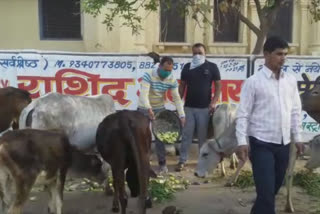 animals are also being taken care of in lockdown