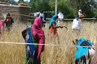 surajpur collector in crop fields