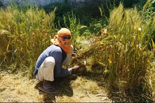 factory labour cut wheat crops in yamunanagar