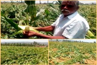 Hurricane destroyed Maize Crop: Salem Farmers seeking for Compensation