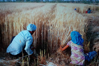 लखीमपुर जिलाधिकारी.