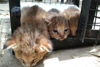 wild cat children