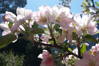 apple flowering in Kinnaur