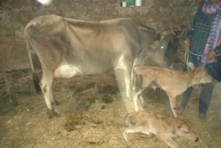 Cow gives birth to two calves in Sundernagar